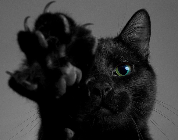 black-cat-4