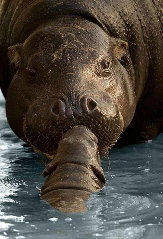 cool-baby-hippo-kissing-mom-water