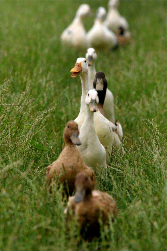 Goose-geese-duck-funny-tgif