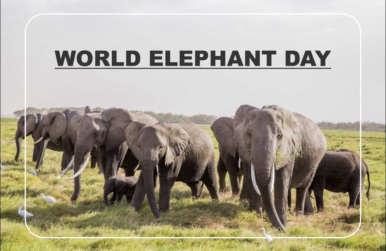 Elephants world. World Elephant Day. Elephant Ivory Anthrax. Слоны ворд Информатика. Meeting Elephant.